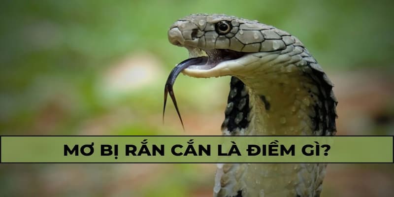 Mơ thấy bị rắn cắn