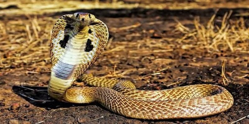 Thấy rắn hổ mang cắn mình trong giấc mơ là điềm báo về các vấn đề xung quanh bạn