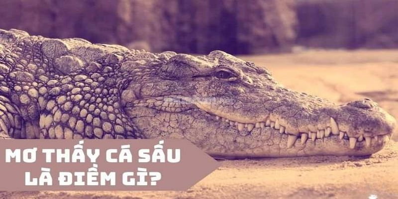 Đôi nét về giấc mơ thấy cá sấu