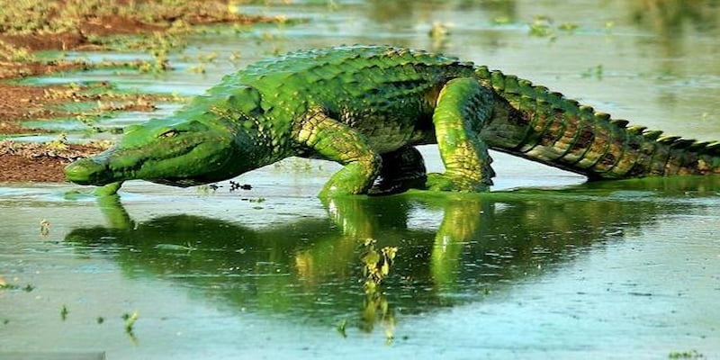Mơ gặp cá sấu màu xanh