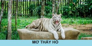Mơ thấy hổ