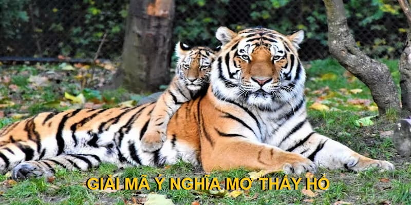 Phân tích ý nghĩa chiêm bao thấy hổ