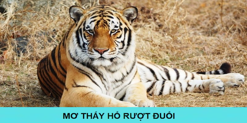 Chiêm bao hổ rượt đuổi thể hiện những thông điệp trong tương lai