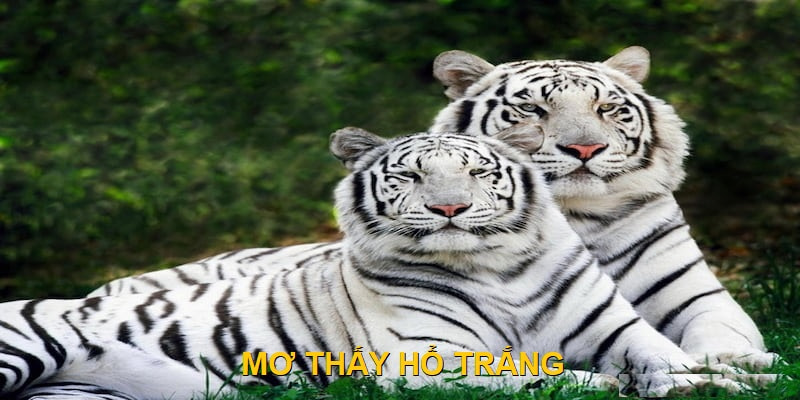 Cơ hội đổi đời với con số liên quan đến mơ thấy hổ