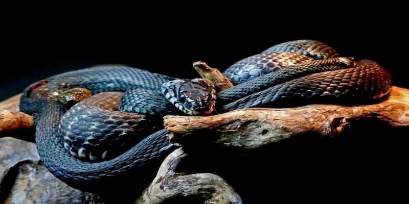 Cách lý giải khác nhau của mỗi góc nhìn về hiện tượng ngủ mơ thấy có nhiều rắn